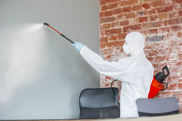 Best Attic Mold Removal  in Sterling, GA