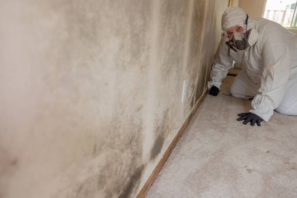Best Mold Odor Removal Services  in Sterling, GA