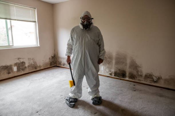 Best Mold Odor Removal Services  in Sterling, GA